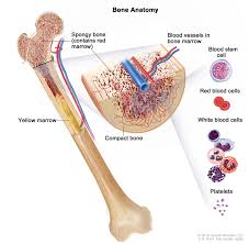 Smallest Bone