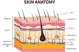 Human Skin